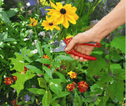 מזמרת סדן מקצועית RS2500 Wolf Garten