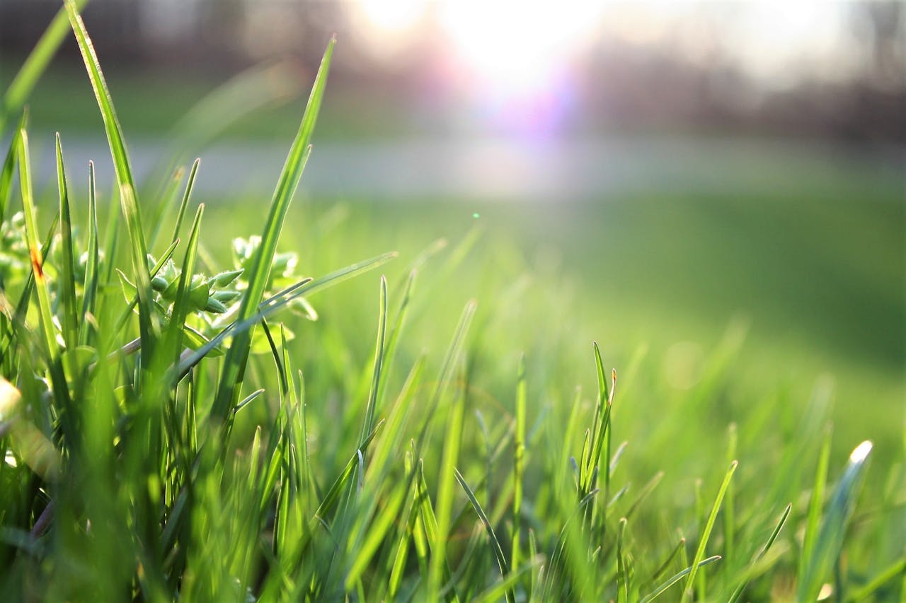 שמירה על הדשא הסינתטי שלך: המדריך המלא